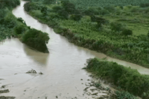 Cerca de 40 mil hectáreas de plátano afectadas por lluvias en Urabá