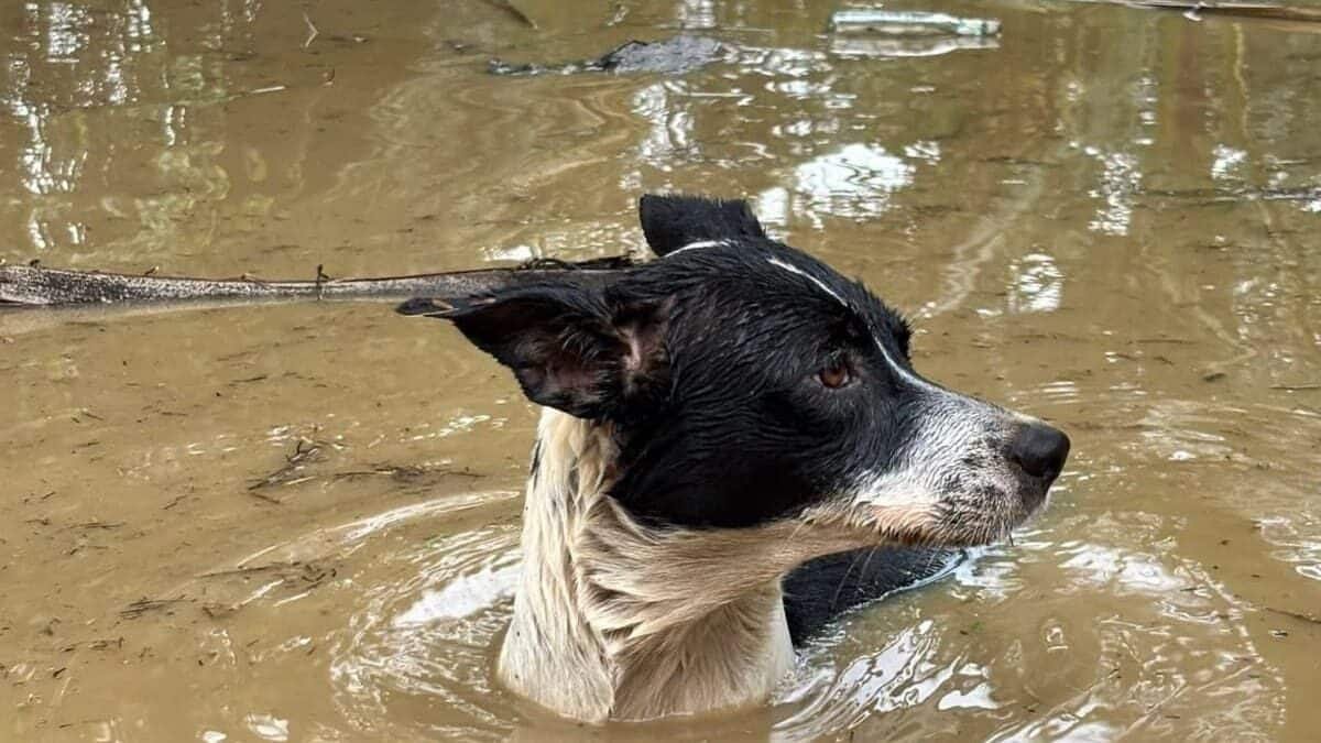 Inundaciones en Urabá requieren atención urgente a animales en riesgo